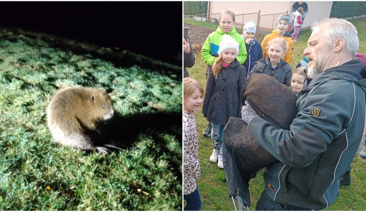 Mladí bobři se při hledání nového teritoria zatoulali až k hospodě i na zahradu základní školy