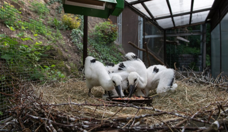 Záchranné stanice živočichů dostanou od kraje dotace 3,5 milionu korun, využijí je na provoz i modernizaci