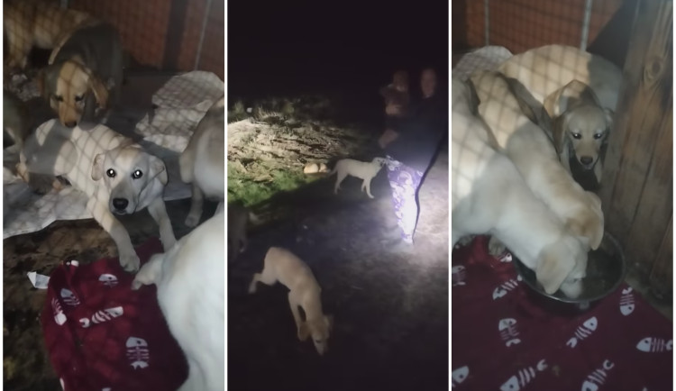 Sedm štěňat labradorů kdosi vypustil na rušnou silnici, zvířata byla vyděšená a hladová