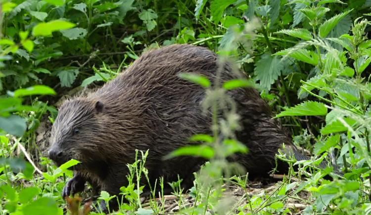 Kam o víkendu na jižní Moravě? Objevovat jarní přírodu nebo soutěžit v jízdě na tobogánu