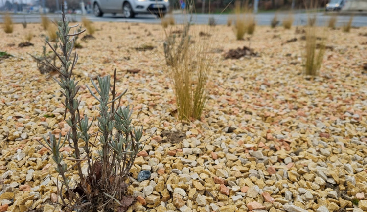 Stovky keřů, desítky stromů i trvalky ve štěrkových záhonech, obvod se ve velkém pustil do výsadby