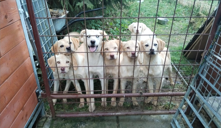 Vyhozená štěňátka labradorů už mají nový domov, bezohledného chovatele hledá policie