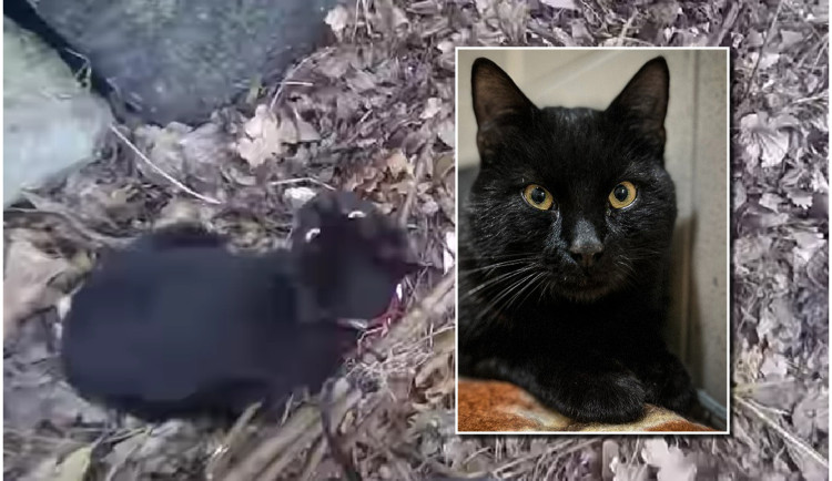 VIDEO: Desetiletá holčička pomohla zachránit kocoura, zamotal se do křoví a jen zoufale mňoukal