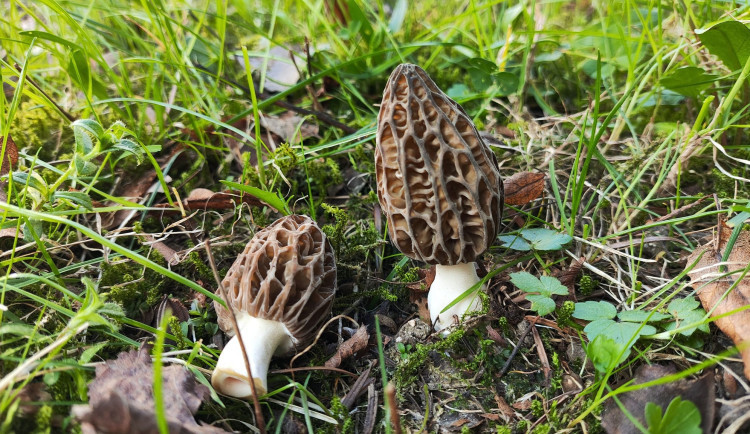 BLOG: Smrže, vyhledávané jarní houby