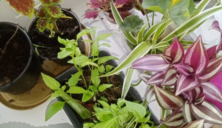 Semínkovnu v knihovně si čtenáři zamilovali, teď si tam budou moci s ostatními vyměnit i své pokojovky