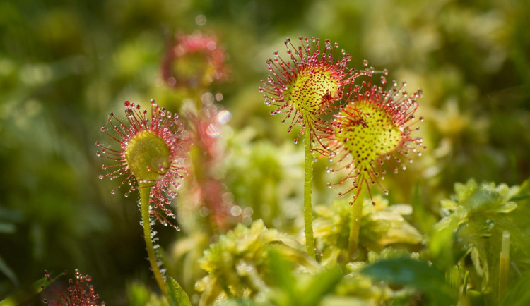 Novou přírodní památkou se stala podmáčená louka v Brdech, rostou tam vzácné masožravky