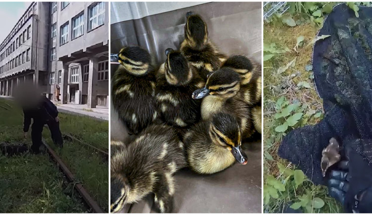 VIDEO: Strážníci zachraňují kachní rodinky, jedna z nich se zatoulala do areálu Škody