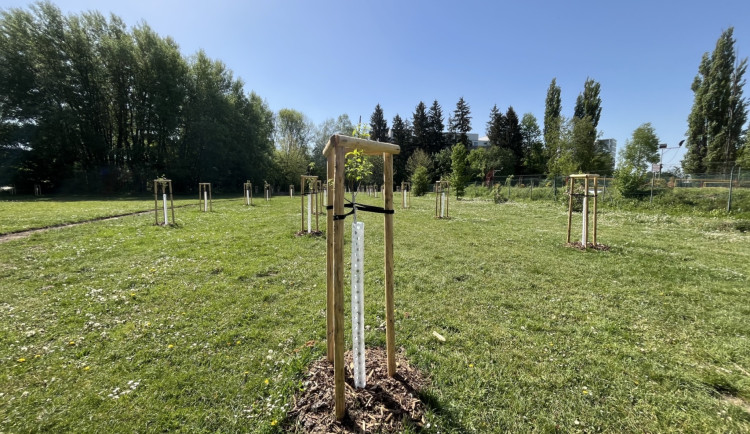 U sportovní haly vznikl první městský sad. Vysazeno tady je více než sto ovocných stromů