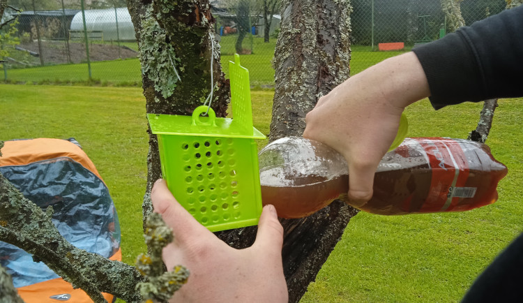 Nebezpečné sršně asijské lapí speciální pasti podél dálnice D5, hmyz často vozí kamiony z ciziny