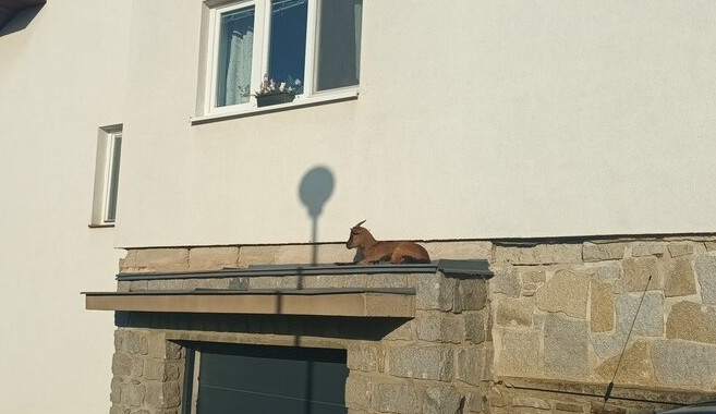 Znojemské strážníky zaměstnala zvířata. Koza se slunila na římse domu, do bazénu skočil had