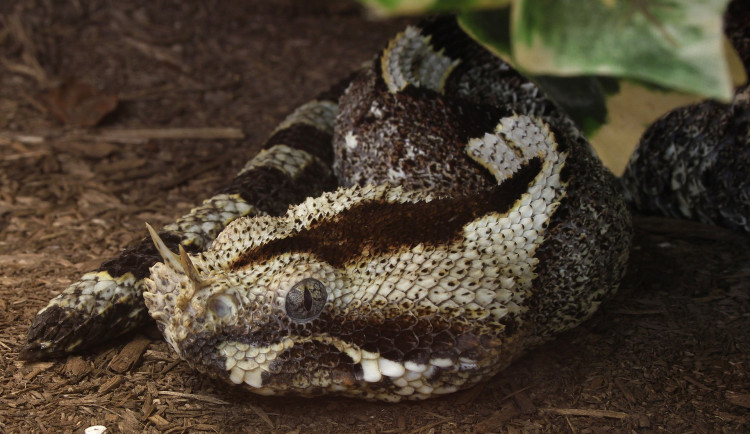 Chovatele uštkla exotická zmije, její jed rozkládá tkáně a způsobuje masivní krvácení