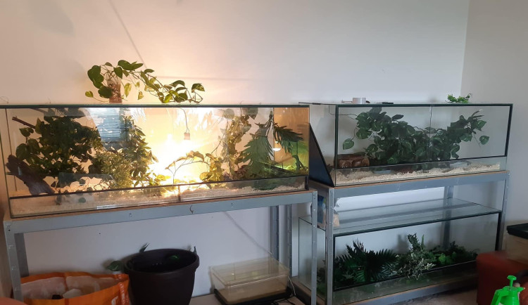 Chovatel, kterého uštkla a málem usmrtila exotická zmije, měl doma další tři jedovaté hady