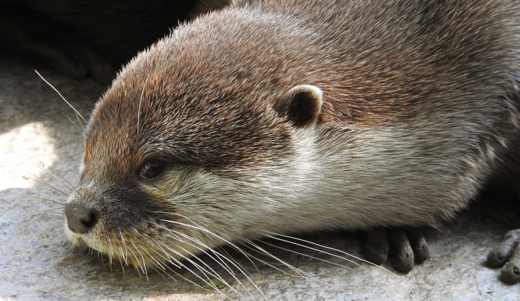Muž chytil vydru a choval ji v rybníku u chaty. Případ vyšetřuje policie