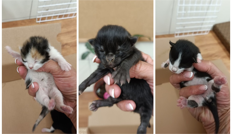 Útulek pečuje o pár dní stará koťata, mnohdy je tam vozí lidé z venkova s legendou, že je našli v krabici