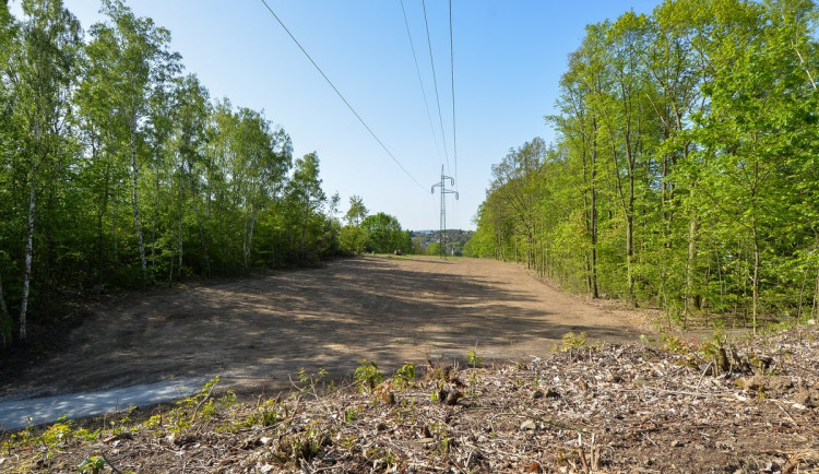 Stromy pod elektrickým vedením v největším městském parku musely pryč, nahradí je rozlehlá louka
