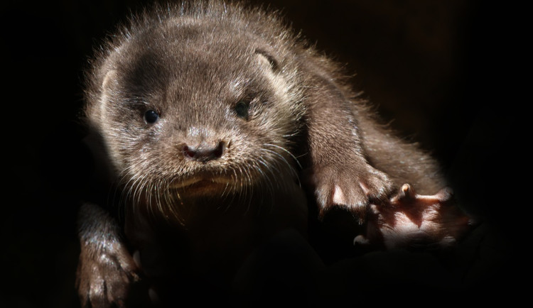 Chovatelům v plzeňské zoo dělají radost dvě vydří mláďata, jedná se o naprosto výjimečnou událost