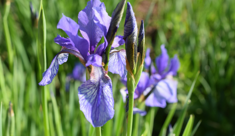 Záplava modré krásy, kosatec sibiřský letos vykvetl o něco dříve. Ohrožují ho ovšem divočáci a nepůvodní druhy