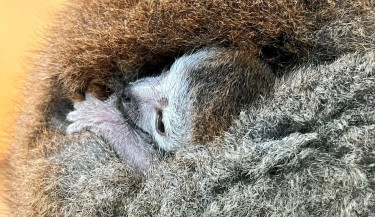 Držte nám palce s odchovem lemura korunkatého, vzkázala plzeňská zoo. Loni mládě po pár dnech uhynulo