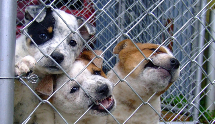 Pozor na falešnou sbírku pro útulek, podvodnice se pohybuje před obchoďáky a zneužívá dobroty lidí