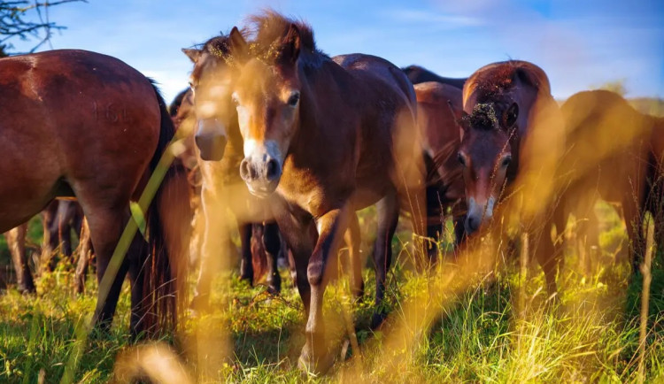 Česko se pyšní evropským unikátem, úspěšným chovem divokých koní. Jsou vzácní podobně jako pandy