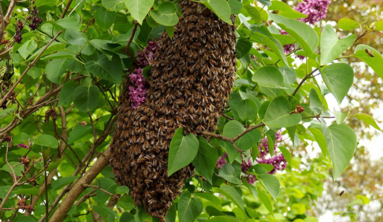 Hasičům přibývá výjezdů k likvidacím obtížného hmyzu, lidé by je ale měli volat jen ve vážných případech