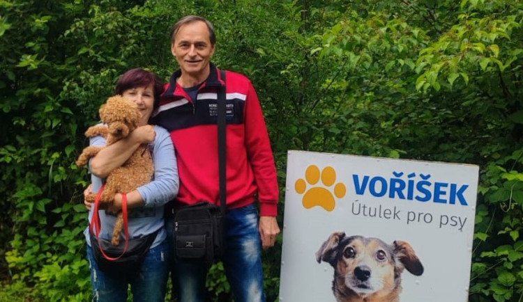 VIDEO: Týraní pejsci z množírny na Olomoucku už mají nový domov. Z útulku Voříšek putovali do celé země