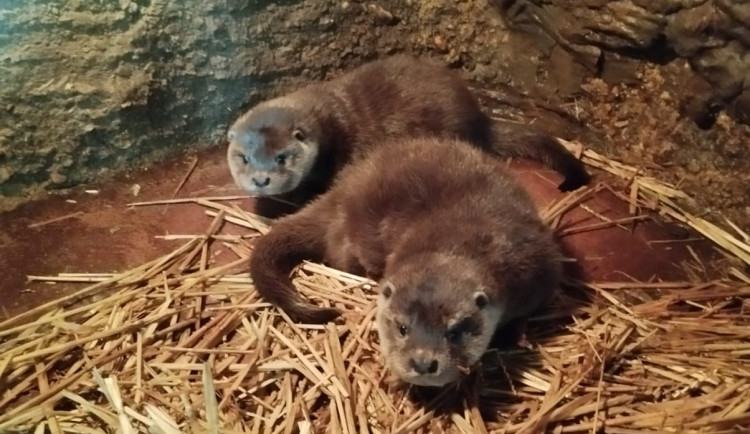 Mláďata vyder říčních dostala jména Žofka a Hugo, odchov se v zoo podařil po dlouhých 14 letech