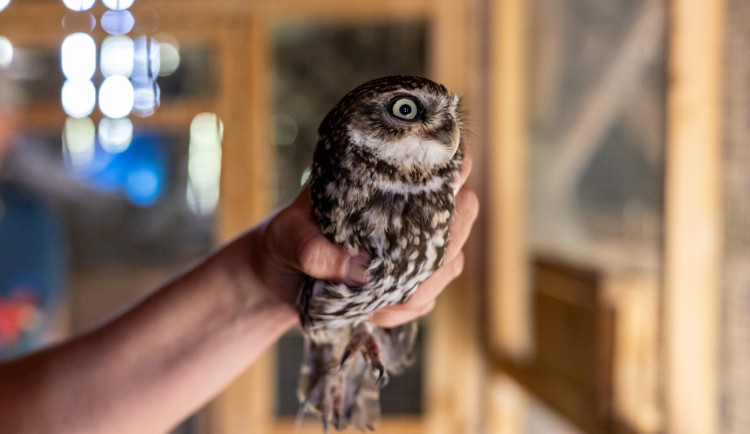 Sýček obecný je náš nejohroženější druh sovy, vrátit do přírody se ho snaží i přeshraniční projekt