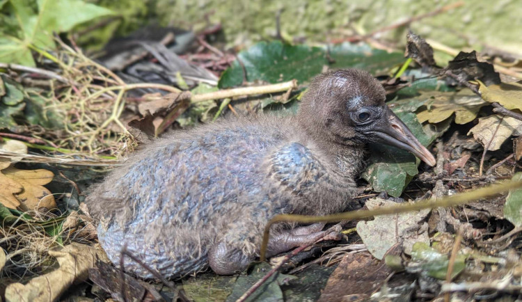Úspěch po pěti letech. Olomoucká zoo má nové ptačí přírůstky