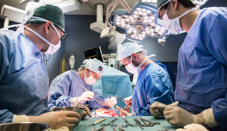 Studenti medicíny operují v Plzni prasata, jediná letní škola svého druhu v Česku hostí i špičkové odborníky