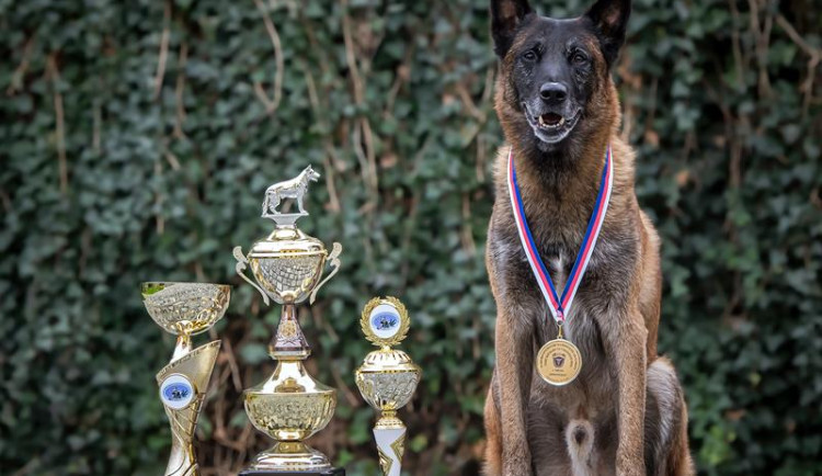 V deseti letech jde psí šampion do důchodu. Button je prostě borec, říká jeho páníček