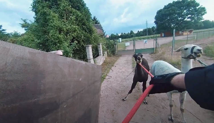 VIDEO: Strážníci se předvedli jako kovbojové, uprchlé lamy chytali do lasa
