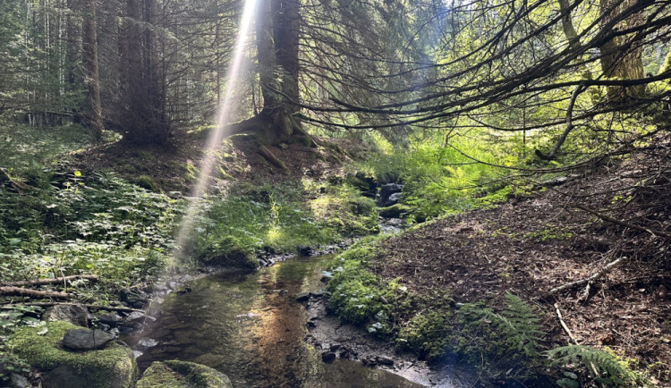 Návštěvníci Šumavy mohou vyrazit na novou zážitkovou trasu. Projdou mýtinou, lesem i přes brod