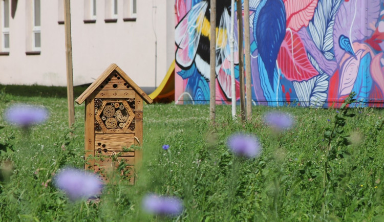 Na několika místech v Olomouci odborníci vysadili louky. Začínají kvést a hmyzí hotely se plní prvními hosty