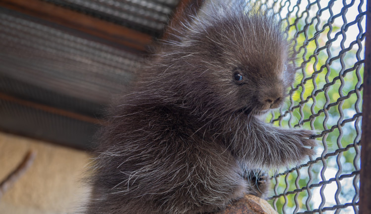 V olomoucké zoo se narodilo mládě urzona. Lidé si tohoto hlodavce často pletou s dikobrazem