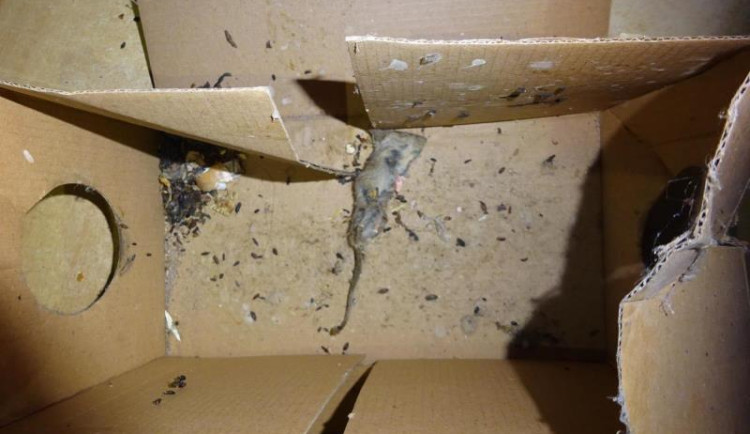 V prodejně potravin v Osečné našli hygienici mrtvou myš a špínu. S okamžitou platností obchod zavřeli