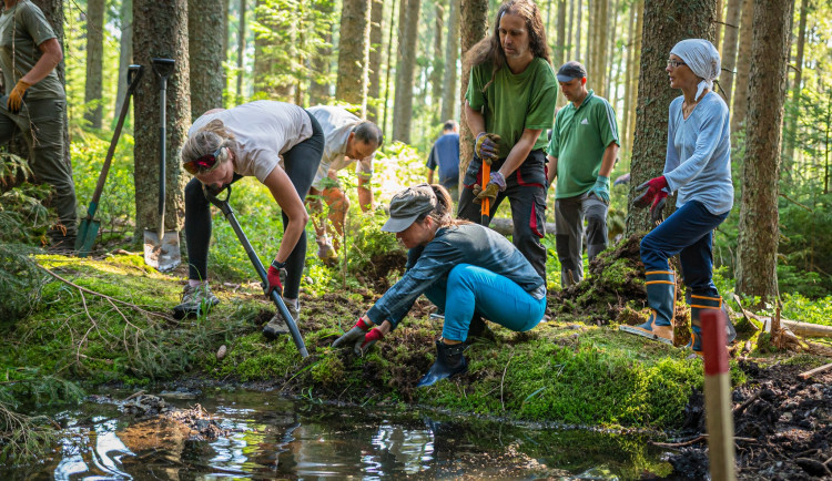 Desítky dobrovolníků pomáhaly s obnovou mokřadů a rašelinišť v Národním parku Šumava