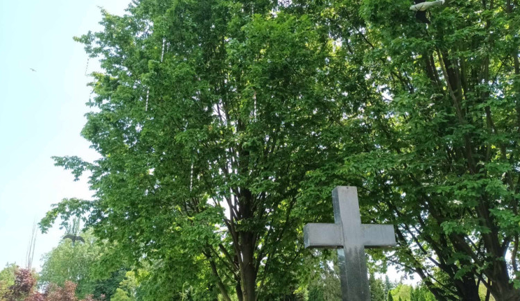 Špačci se na hřbitově v Prostějově nevzdávají, je to teror, oznámila radnice. Začne je hlavně v noci plašit