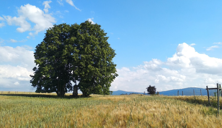 Wohlmannovy lípy ve Václavicích bojují v anketě Strom roku 2024, podpořit je lze do 30. září