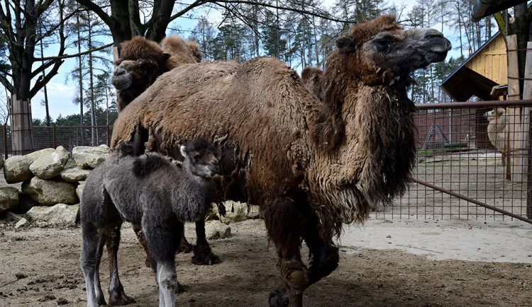 Dlouhý život velbloudice Elišky je u konce. Olomoucká zoo přikročila k eutanázii