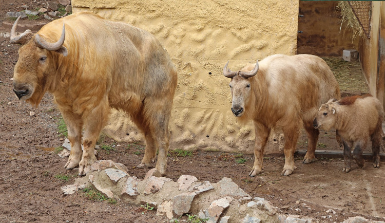 Jméno Born dostal první sameček vzácného a tajemného takina čínského, který se narodil v plzeňské zoo