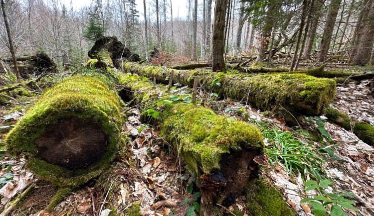 Osmdesát procent obyvatel NP Šumava si myslí, že ochrana místní přírody má pozitivní přínosy pro region