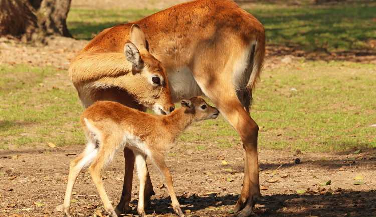 Plzeňská zoo se pochlubila stým mládětem ohrožené antilopy vodušky červené