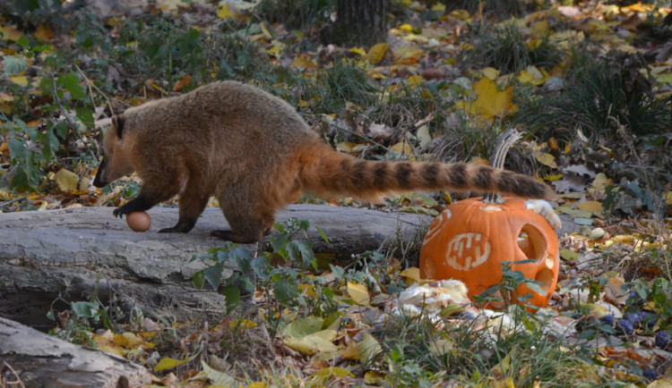 Kam o víkendu na jižní Moravě? Slavit Halloween se zvířátky v zoo nebo v tajemném podzemí