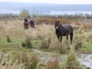 Firmy se mohou zapojit do eko projektu, první pomohl rozšířit Janovský mokřad, kde žijí pratuři a exmoorské pony