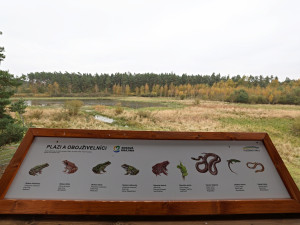 Firmy se mohou zapojit do eko projektu, první pomohl rozšířit Janovský mokřad, kde žijí pratuři a exmoorské pony