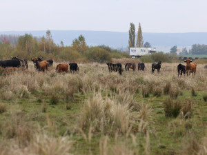 Firmy se mohou zapojit do eko projektu, první pomohl rozšířit Janovský mokřad, kde žijí pratuři a exmoorské pony