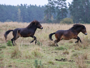 Firmy se mohou zapojit do eko projektu, první pomohl rozšířit rezervaci, kde žijí exmoorské pony