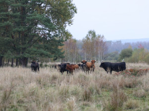 Firmy se mohou zapojit do eko projektu, první pomohl rozšířit Janovský mokřad, kde žijí pratuři a exmoorské pony