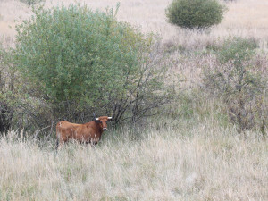 Firmy se mohou zapojit do eko projektu, první pomohl rozšířit Janovský mokřad, kde žijí pratuři a exmoorské pony